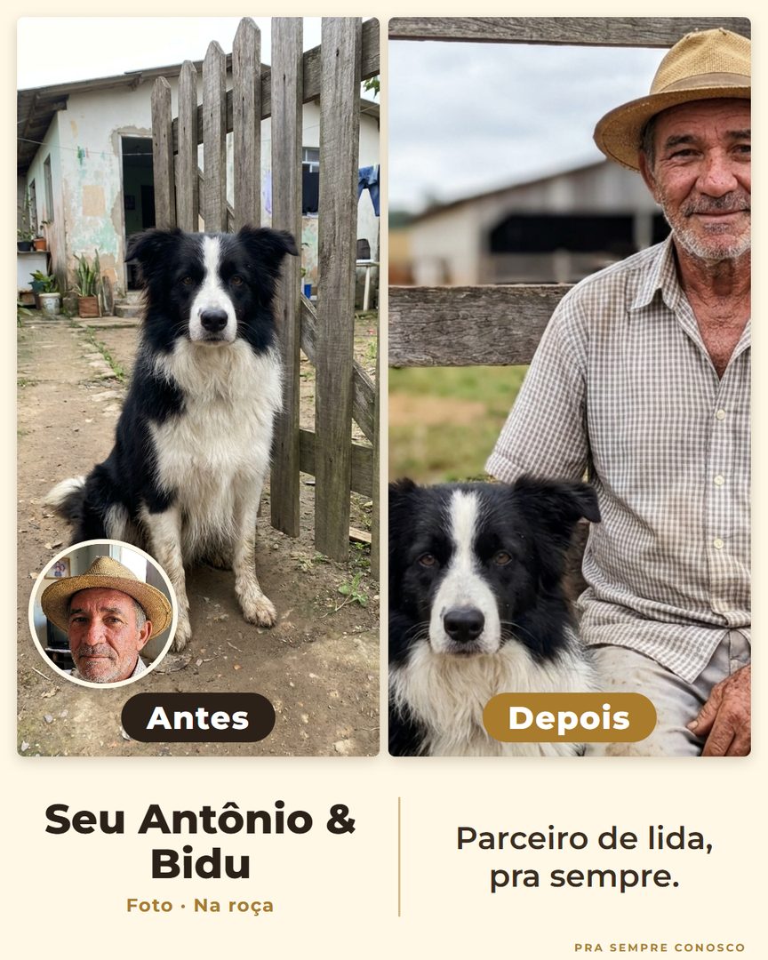 Antes e depois: Seu Antônio e o border collie Bidu, na roça